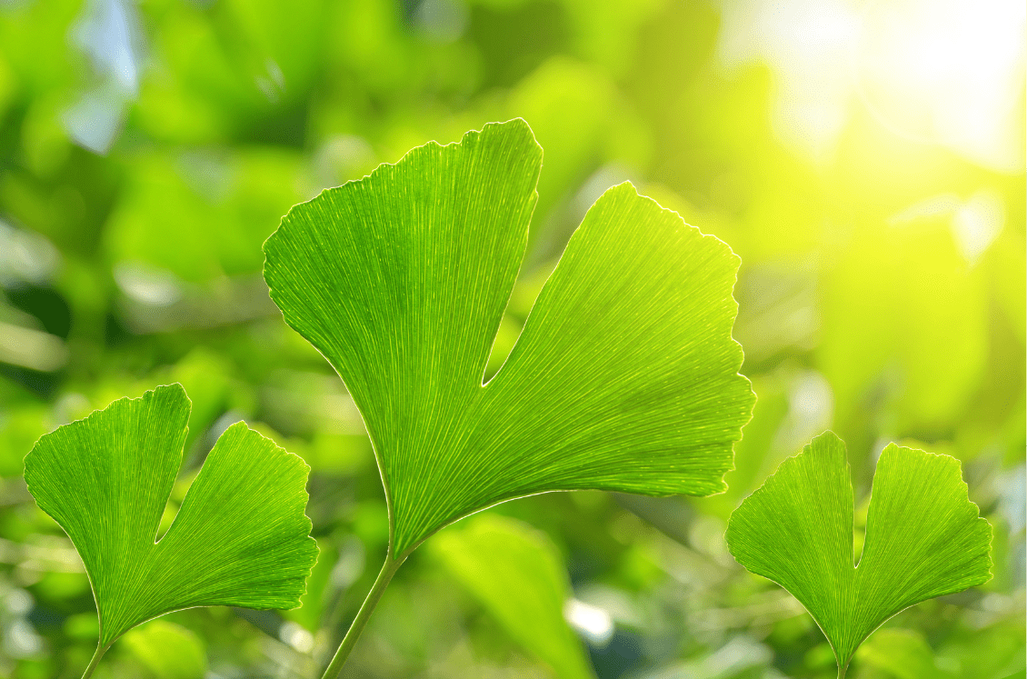 Ginkgo Bilboa